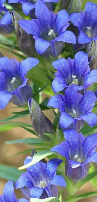 Vibrant blue flowers creating a stunning natural wallpaper.