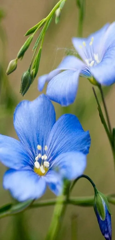 Vibrant blue flowers with green stems in nature setting wallpaper.