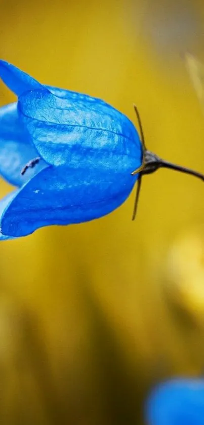 Close-up vibrant blue flower with a golden yellow background.