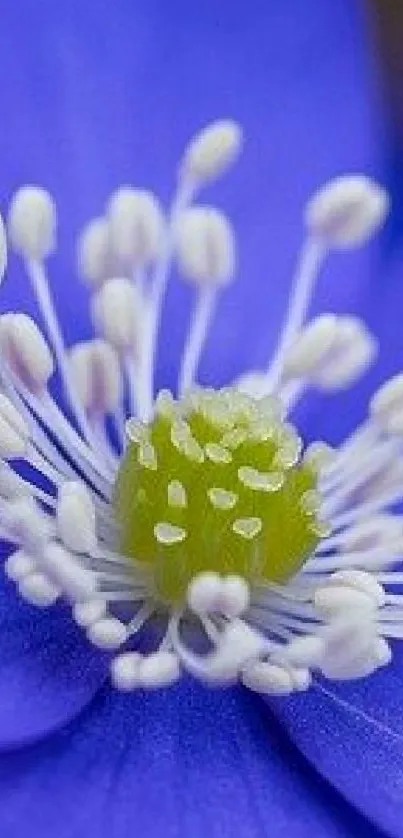 Close-up of a blue flower with white petals and green center.