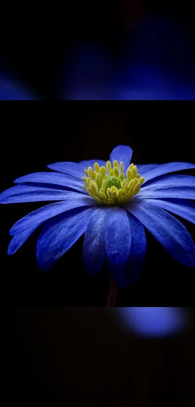 Close-up of a vibrant blue flower with green center on a dark background.