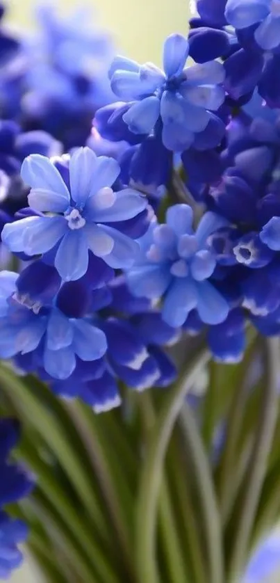 Vibrant blue flowers with lush petals on a green stem.