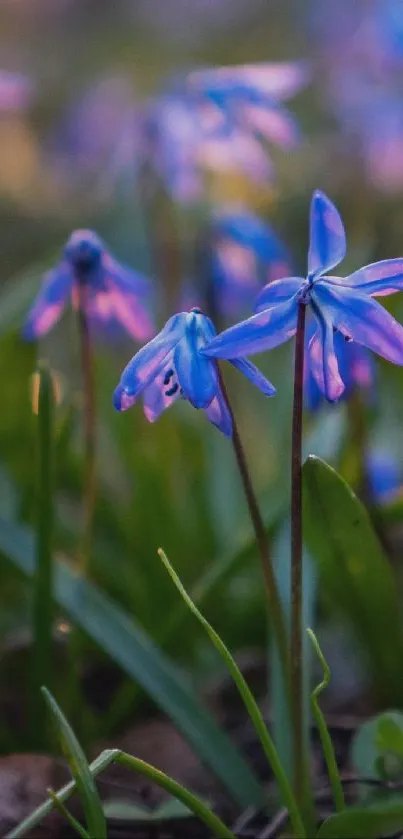 Vibrant blue flowers with green leaves in a serene natural setting.