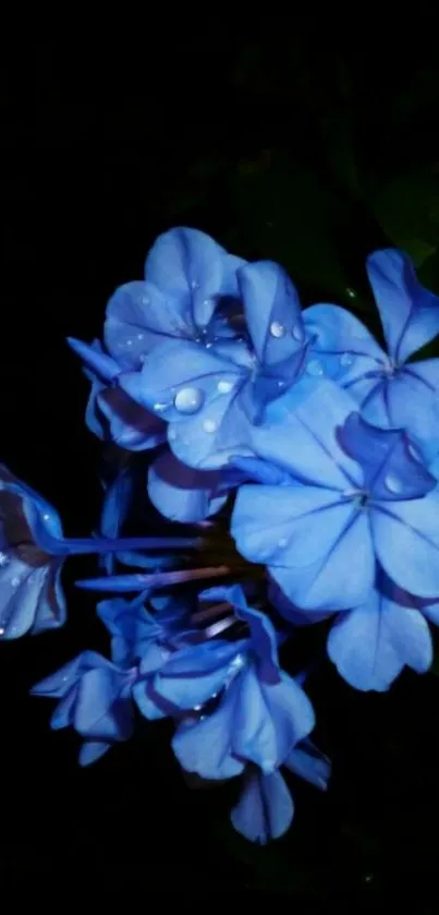 Blue flowers with dewdrops on dark background.