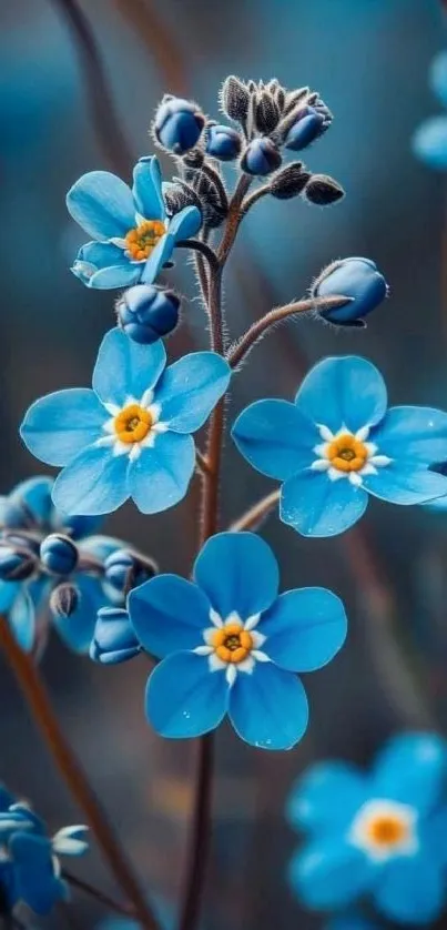 Vibrant blue flowers with stems and buds.