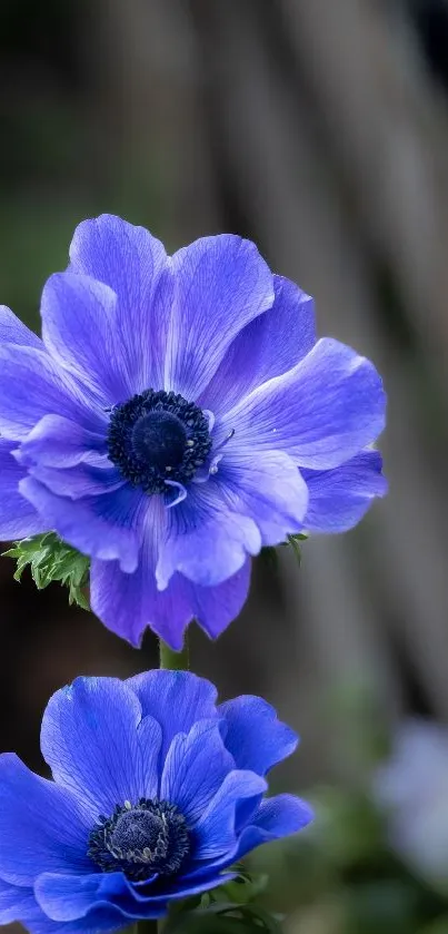 Vibrant blue flowers with delicate petals in a natural setting.