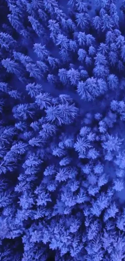 Aerial view of a vibrant blue forest with dense tree tops.