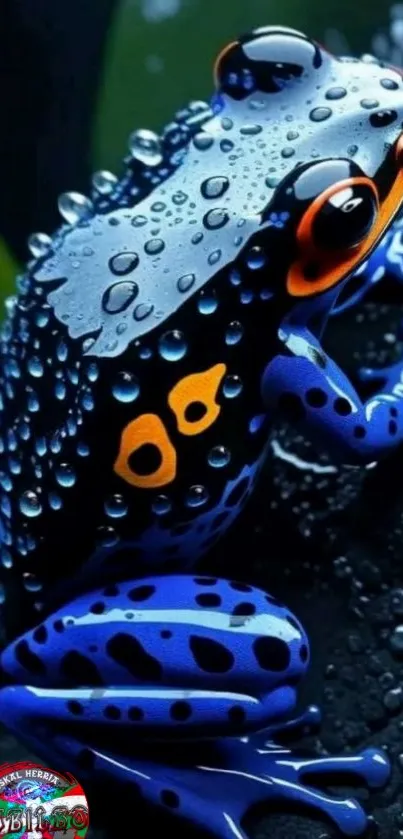 Vibrant blue frog with orange markings and water droplets.