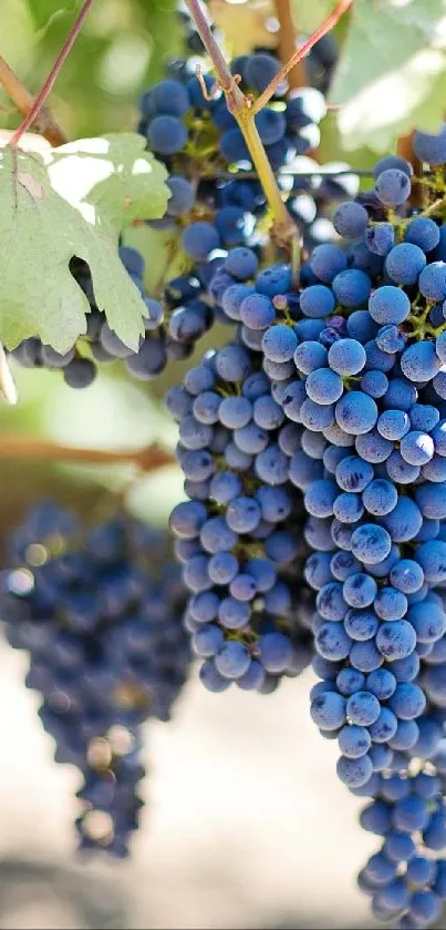 Lush blue grape clusters hanging in a vineyard setting.