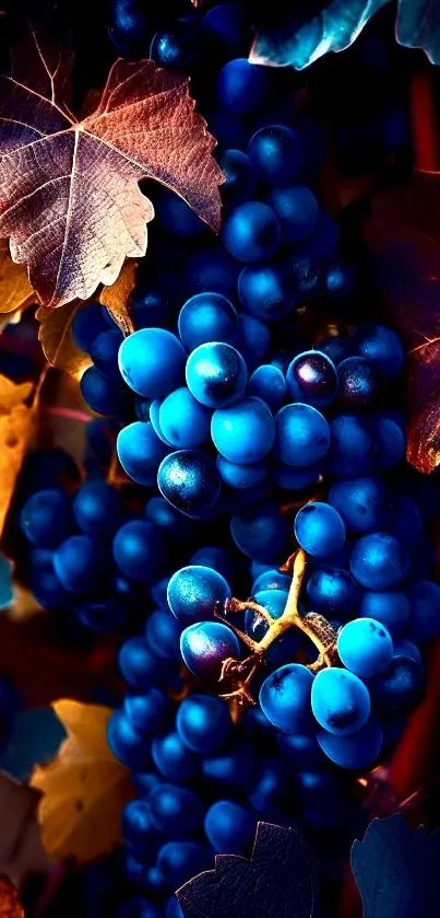 Blue grapes with colorful autumn leaves wallpaper.