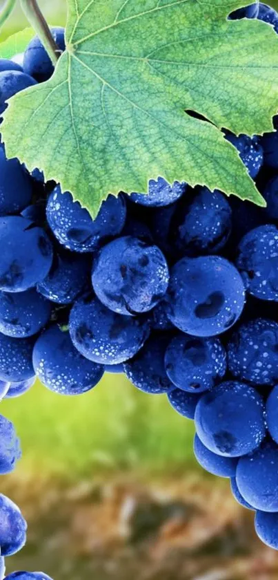 A close-up of vibrant blue grapes with dewdrops and a green leaf.