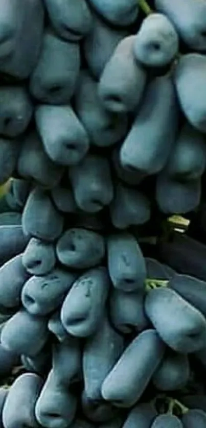 Close-up of vibrant blue grape clusters showcasing rich natural textures.