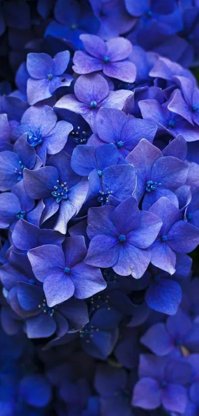 Vibrant blue hydrangea flowers in full bloom creating a stunning phone wallpaper.