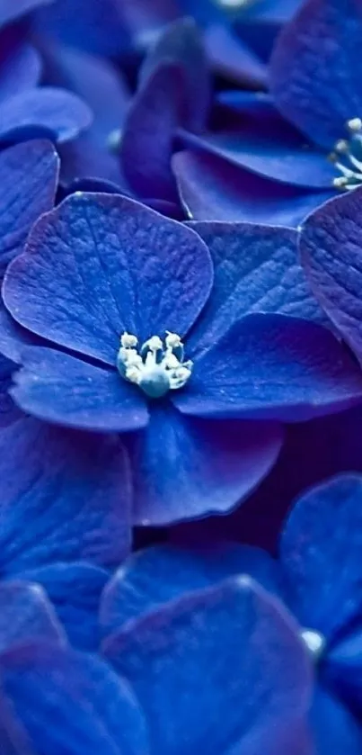 Close-up of vibrant blue hydrangea flowers in full bloom.