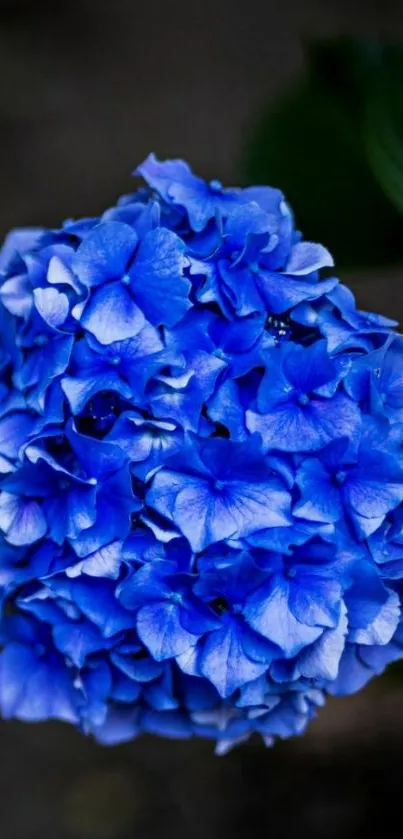 Vibrant blue hydrangea with rich floral textures.