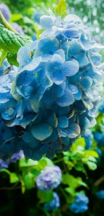 Blue hydrangea in full bloom with green leaves.