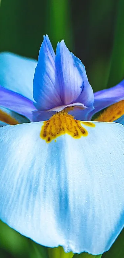 Close-up of a vibrant blue iris flower with detailed petals in sunlight.
