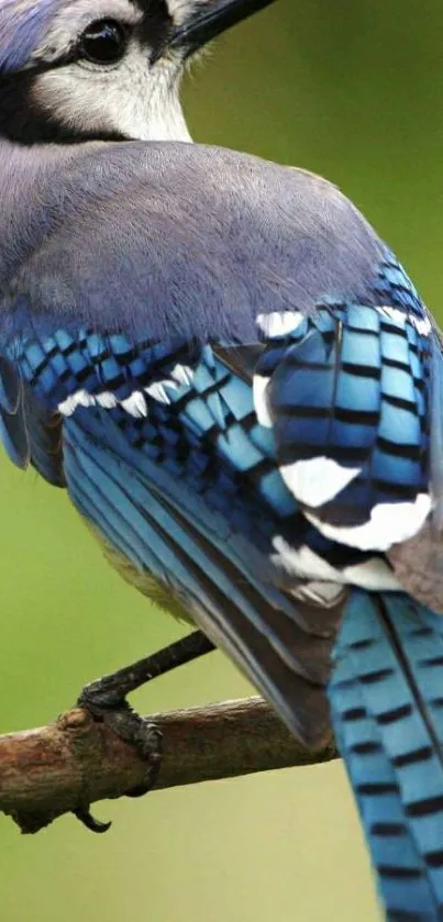 Blue Jay perched on branch, highlighting vibrant blue feathers.