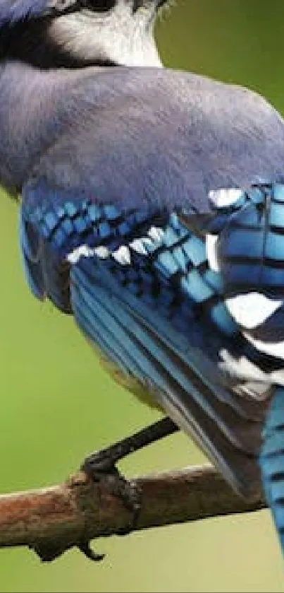 Blue Jay perched on branch with vibrant blue feathers.