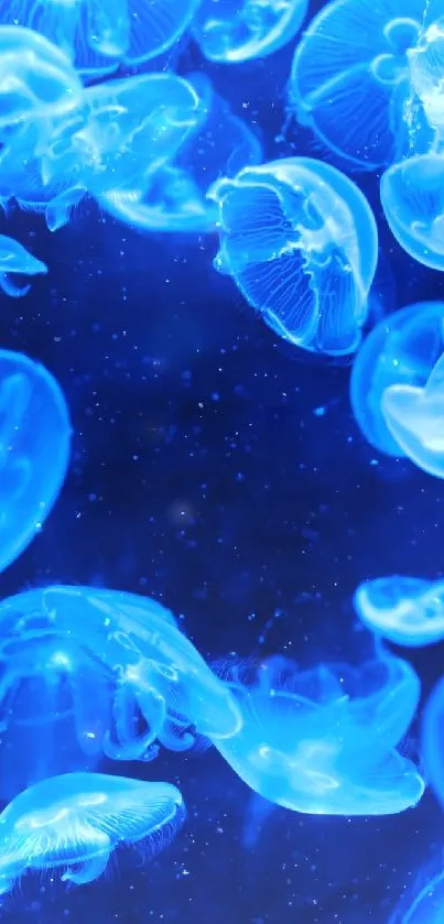 Vibrant blue jellyfish floating underwater in a serene marine setting.