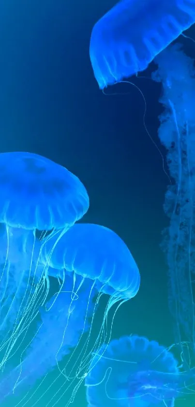 Blue jellyfish gracefully swimming underwater.