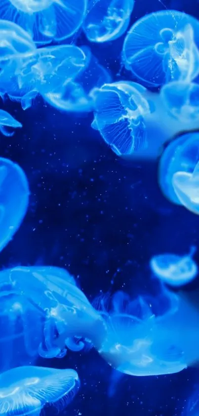 Blue jellyfish swimming elegantly in a deep ocean background.