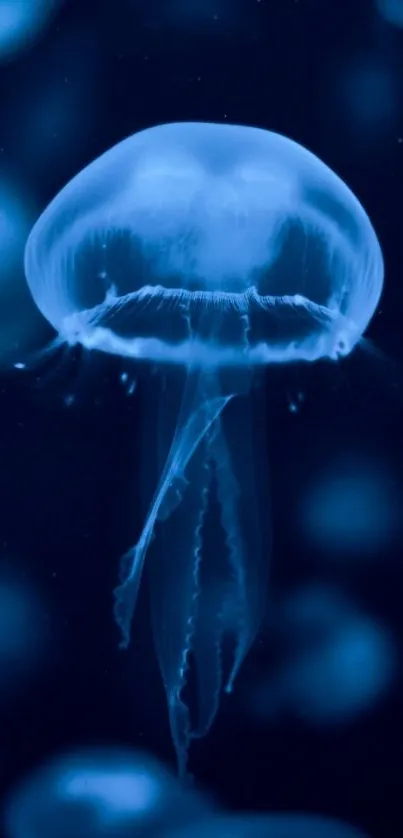 Vibrant blue jellyfish floating gracefully in dark ocean background.