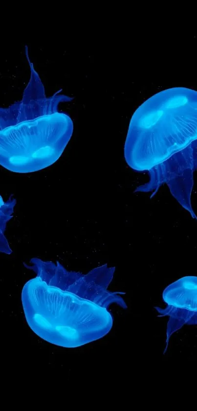 Glowing blue jellyfish on a black background, perfect for phone wallpaper.