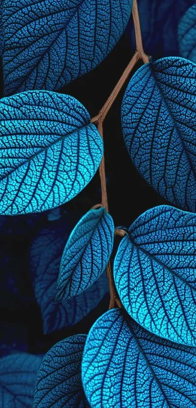 Vibrant blue leaves with detailed textures on a branch.