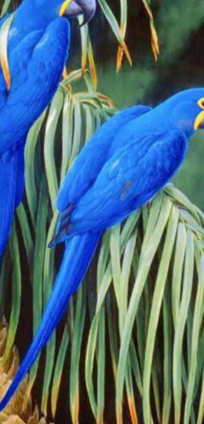 Two vibrant blue macaws perched on lush green palm leaves.