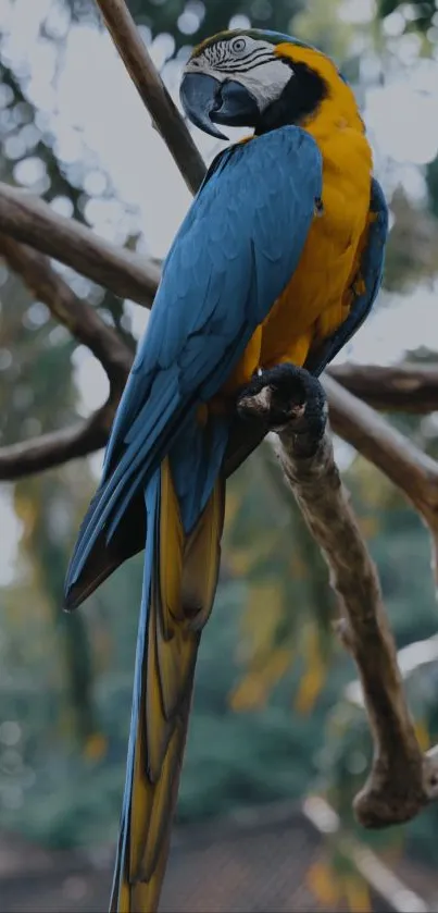 Vibrant blue macaw perched on branch with colorful feathers.