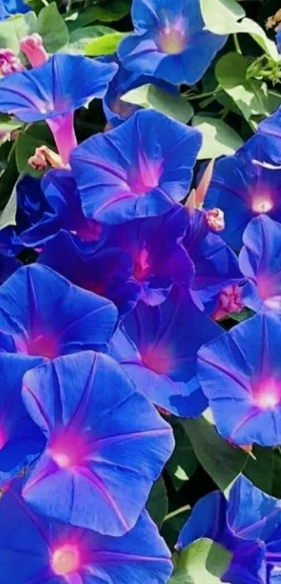 Vibrant blue morning glory flower wallpaper.