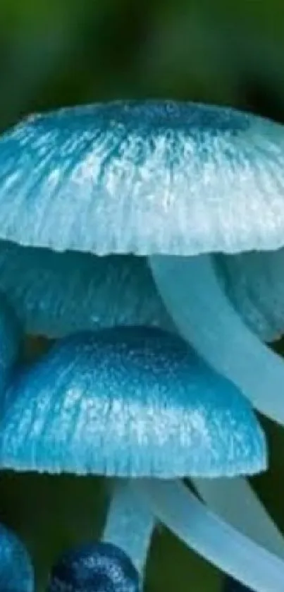 Luminescent blue mushrooms on a forest log