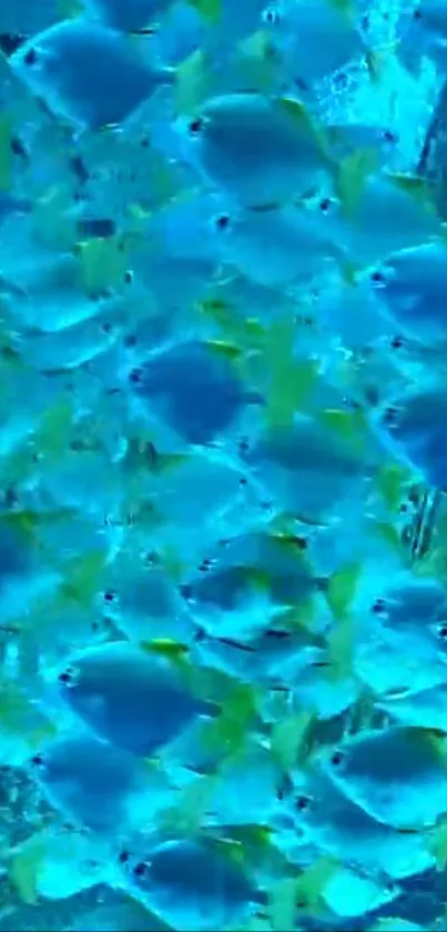 Blue ocean fish swimming in vibrant underwater scene.