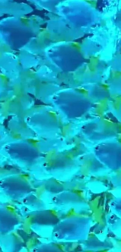 Vibrant school of blue fish swimming underwater.