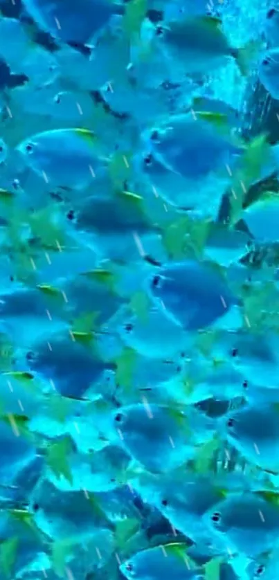 A vibrant blue wallpaper featuring a school of fish swimming in the ocean.