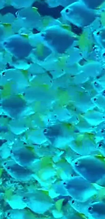 School of vibrant blue fish swimming in the ocean.