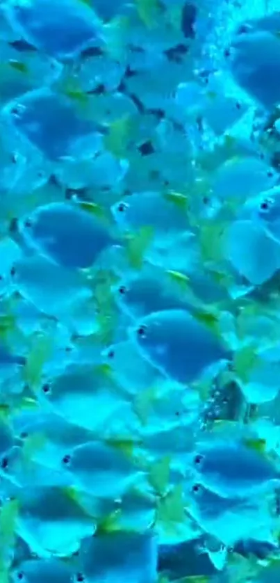 School of vibrant blue fish underwater.