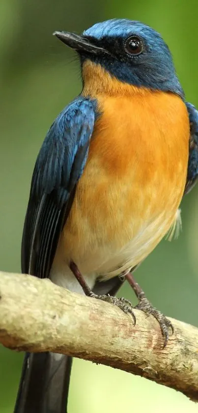 Vibrant blue and orange bird perched on a branch.