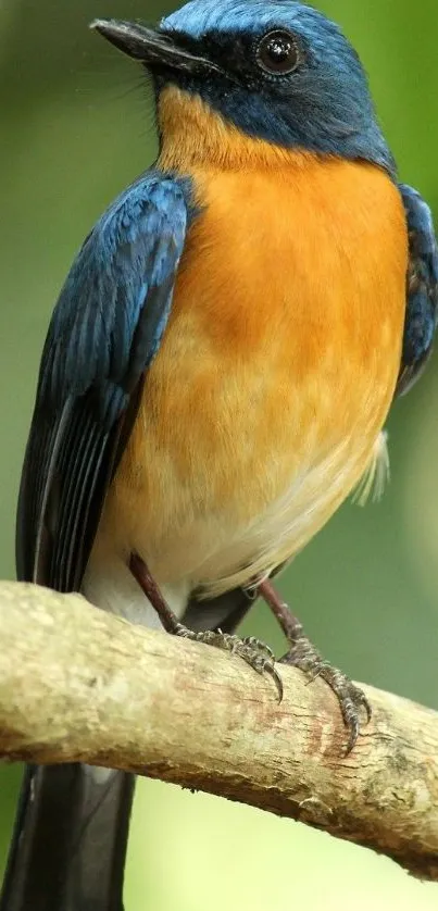 Blue and orange bird perched on a branch as mobile wallpaper.