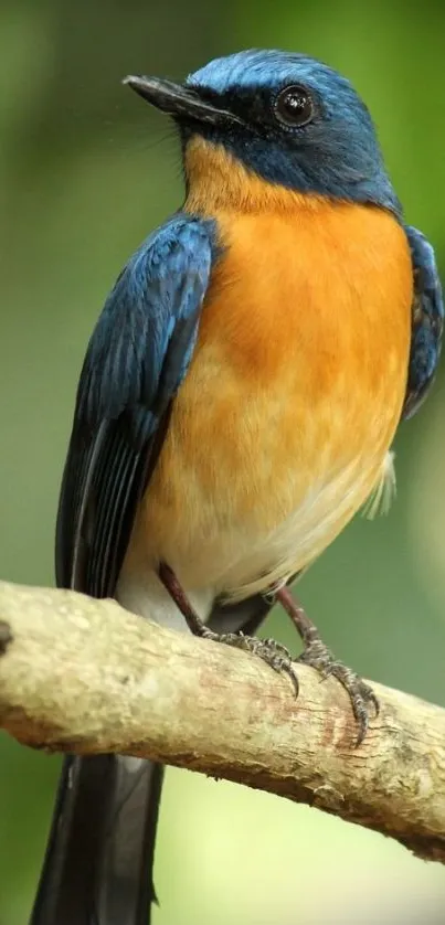 Colorful blue and orange bird perched on a branch.