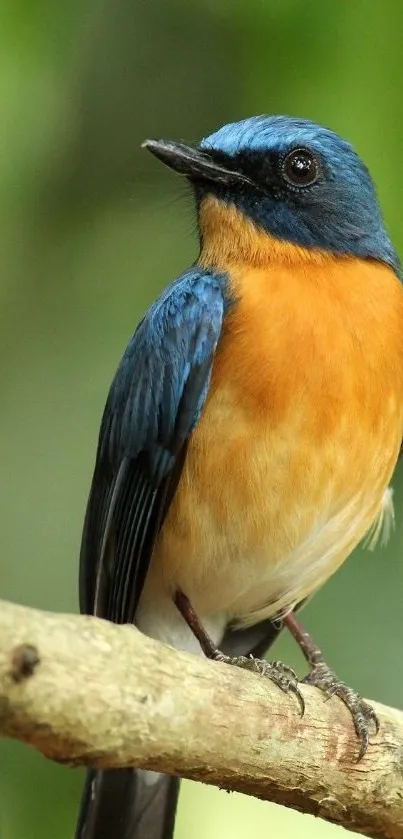 Close-up of a vibrant blue and orange bird perched on a branch against a green background.