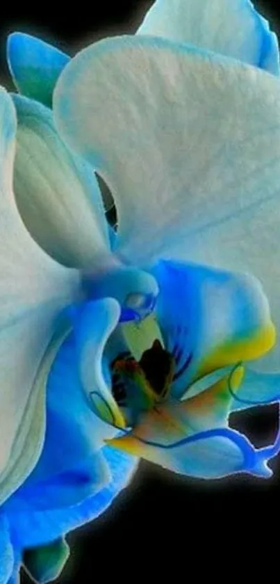 Vibrant blue orchid flower on dark background.