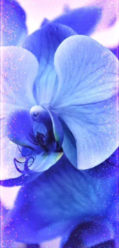 Vibrant blue orchid flowers close-up with delicate petals and serene ambiance.
