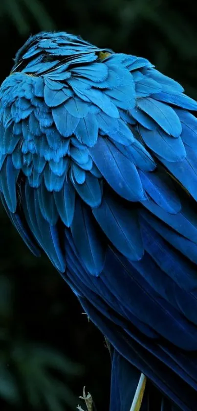 Close-up of vibrant blue parrot feathers in a natural setting.