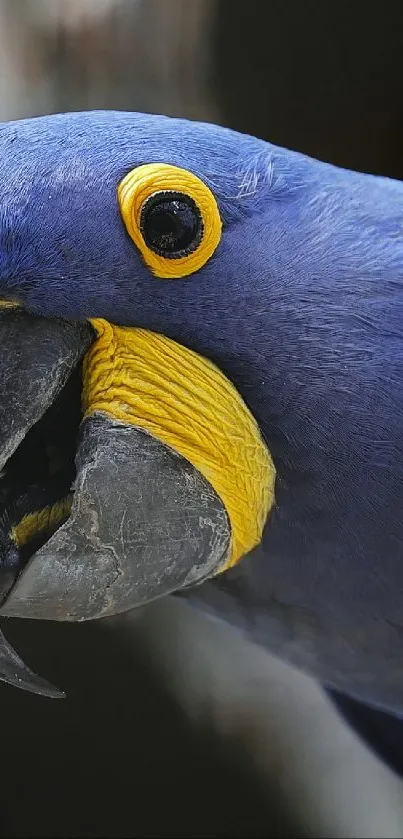 Close-up of a vibrant blue parrot with striking yellow accents.