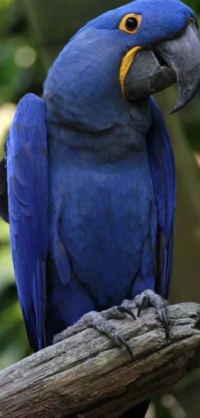 Vibrant blue parrot perched on branch with lush green background.