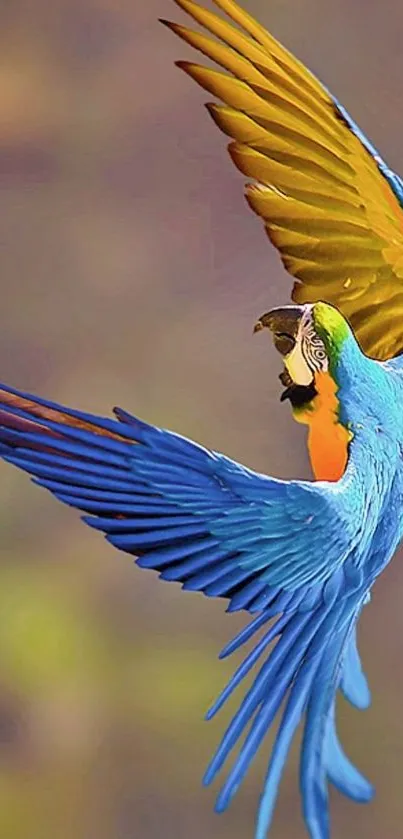 Vibrant blue parrot in flight with colorful wings