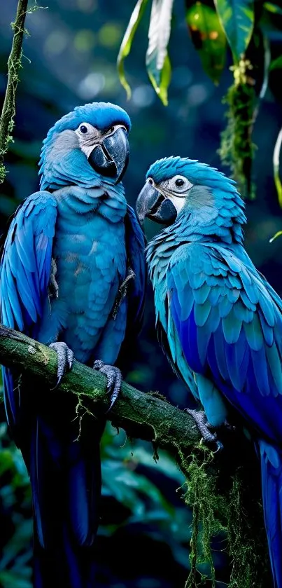 Two vibrant blue parrots perched in a jungle scene.