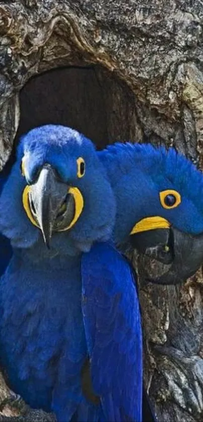 Vibrant blue parrots in tree hollow on mobile wallpaper.